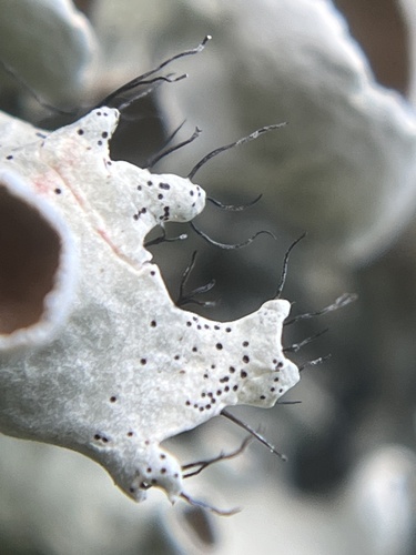 perforated ruffle lichen