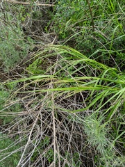 Melica imperfecta