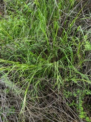 Melica imperfecta
