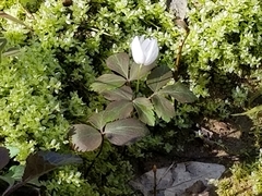 Anemonoides lancifolia