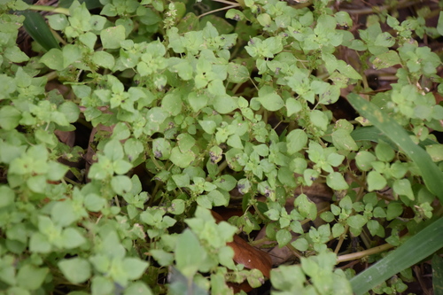 Parietaria floridana image