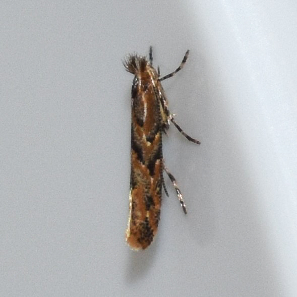 Phyllonorycter celtifoliella