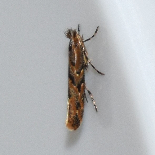 Phyllonorycter celtifoliella