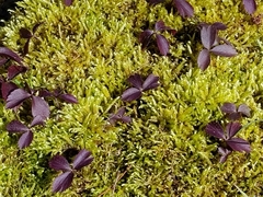 Anemonoides lancifolia