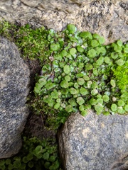 Cryptomitrium tenerum