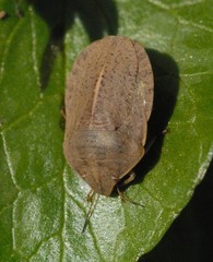 Eurygaster austriaca