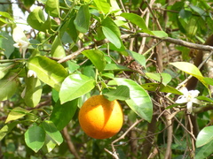 Citrus × aurantium