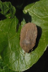 Eurygaster austriaca