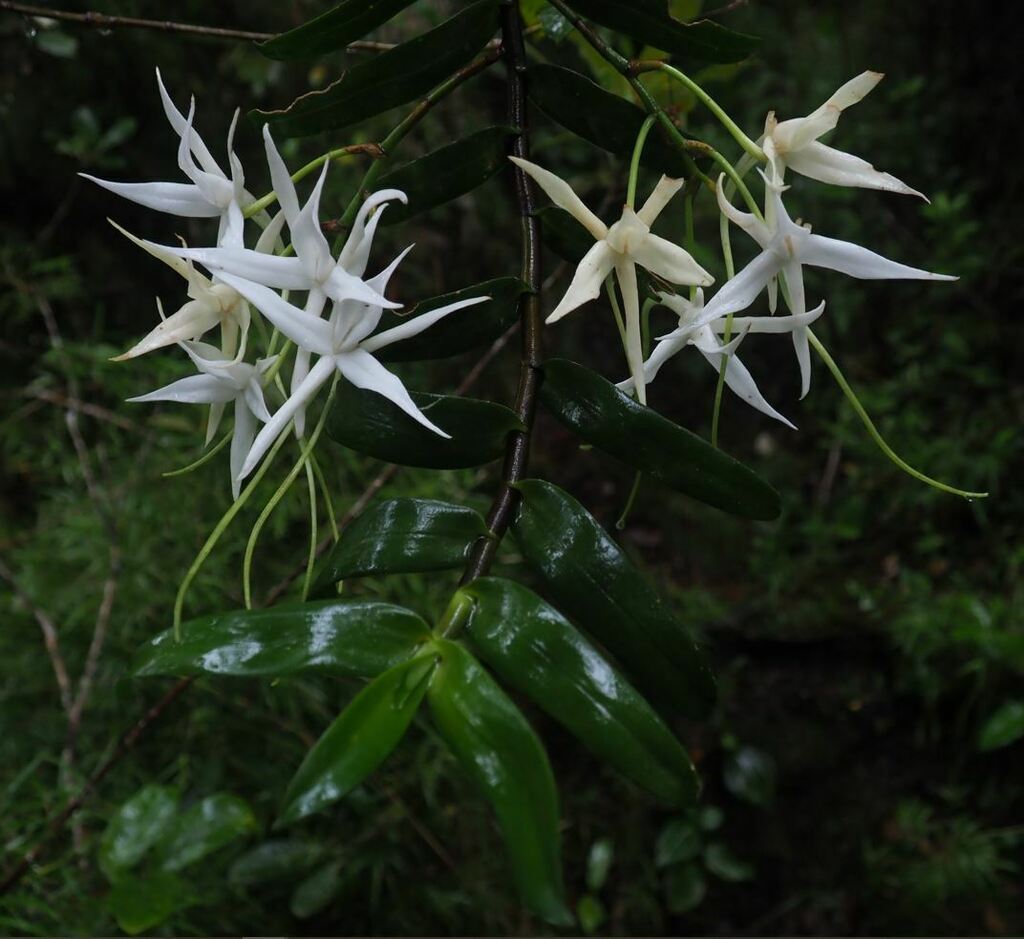 Angraecum ampullaceum