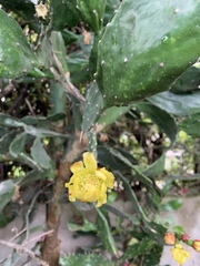Brasiliopuntia brasiliensis