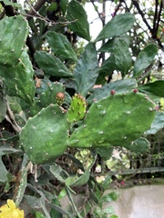 Brasiliopuntia brasiliensis