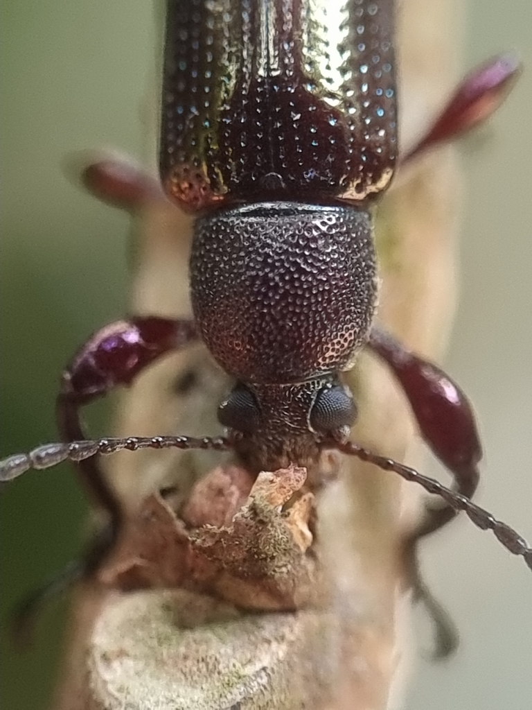 hoploedipus-from-bishan-singapore-on-october-5-2023-at-12-12-pm-by