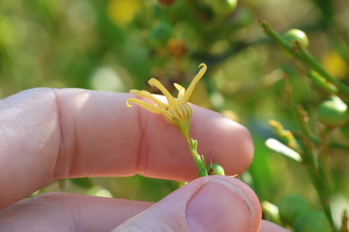 Image of Anthocercis littorea by (c) Greg Tasney, some rights reserved (CC BY-SA)