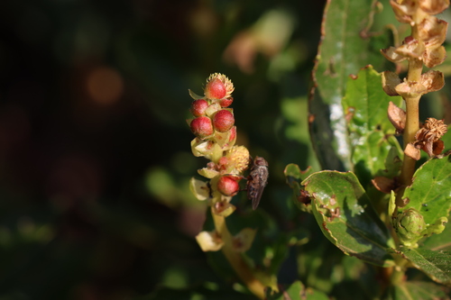 Image of Adriana quadripartita by (c) Greg Tasney, some rights reserved (CC BY-SA)