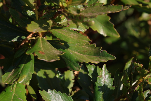 Image of Bitter Bush (Adriana quadripartita) by (c) Greg Tasney, some rights reserved (CC BY-SA)
