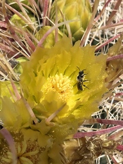 Dufourea echinocacti