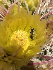 Dufourea echinocacti