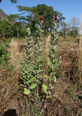 Echinops amplexicaulis image