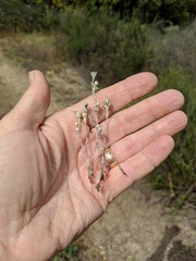 Stylocline gnaphaloides