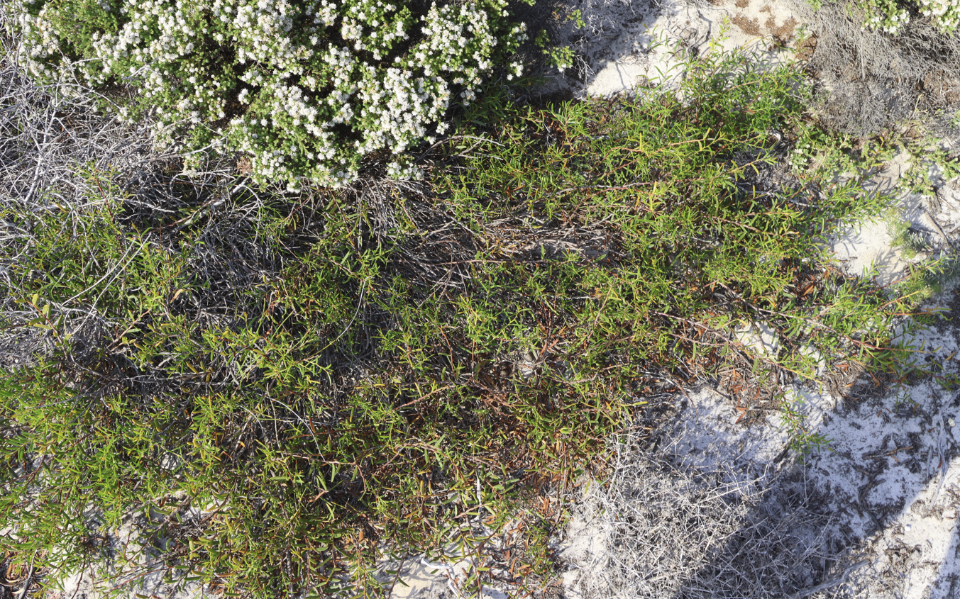 Image of Acacia cochlearis by (c) Greg Tasney, some rights reserved (CC BY-SA)