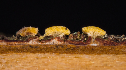 Pezicula sp. 2