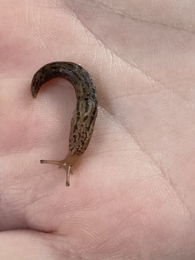 Tree Band Slugs Threeband Slugs from Universidad de los Andes, Bogotá, Bogotá, CO on ...