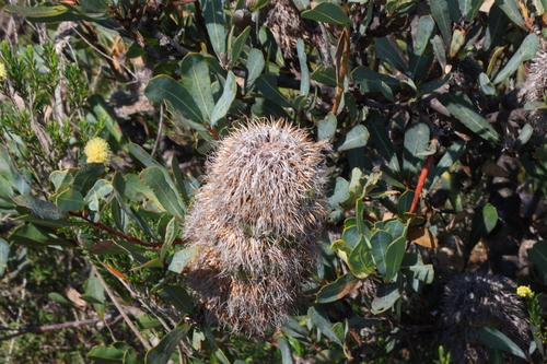 Image of Banksia oreophila by (c) Greg Tasney, some rights reserved (CC BY-SA)