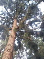 Pinus canariensis