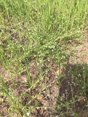 Harpagonella palmeri