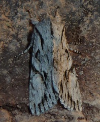 Egira crucialis