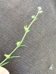 Harpagonella palmeri