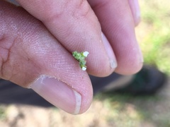 Harpagonella palmeri