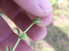 Harpagonella palmeri