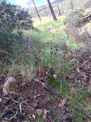 Lomatium hooveri