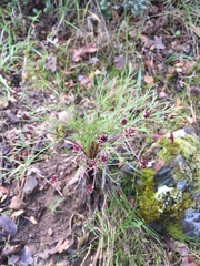 Lomatium hooveri