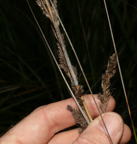Image of Gahnia trifida by (c) Greg Tasney, some rights reserved (CC BY-SA)