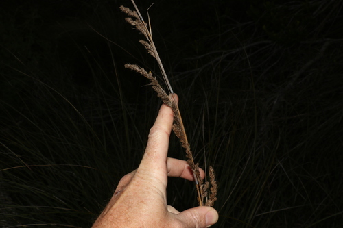 Image of Gahnia trifida by (c) Greg Tasney, some rights reserved (CC BY-SA)