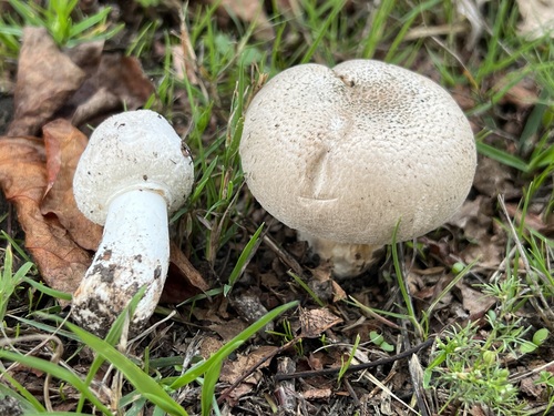 Leucocoprinus barssii — (c) reagan peschke, some rights reserved (CC BY)