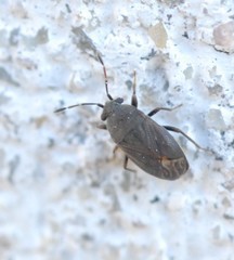 Stygnocoris fuligineus