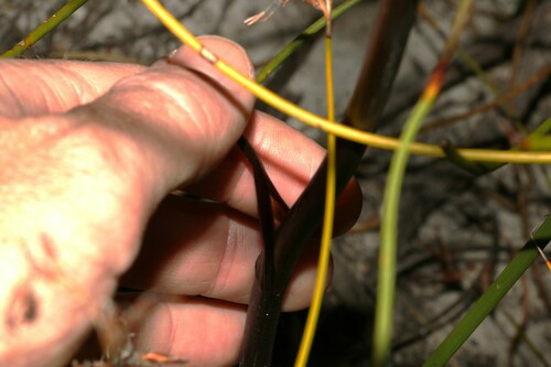 Image of Haemodorum spicatum by (c) Greg Tasney, some rights reserved (CC BY-SA)