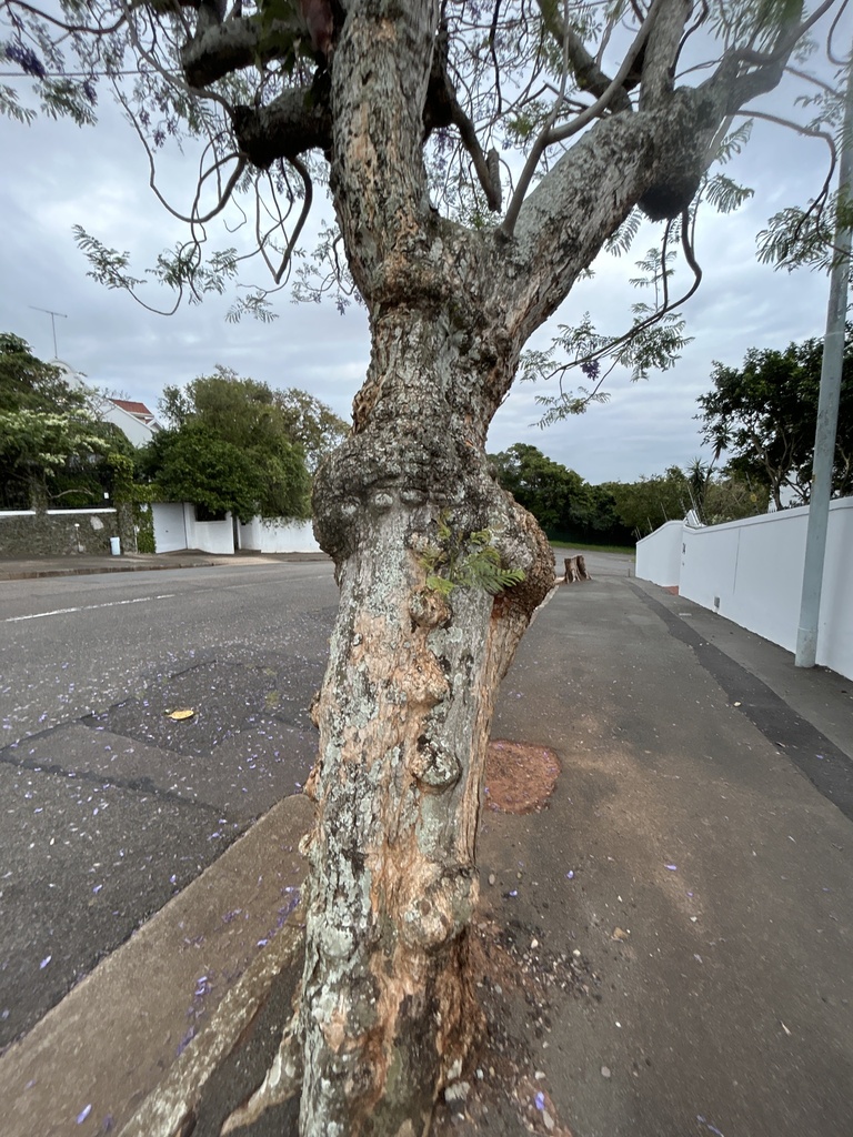 thorn trees from Hazel Road, Berea, KZN, ZA on November 2, 2023 at 05: ...