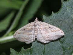 Costaconvexa polygrammata