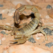 African Fattail Scorpion - Photo (c) Boris Delahaie, some rights reserved (CC BY-NC), uploaded by Boris Delahaie
