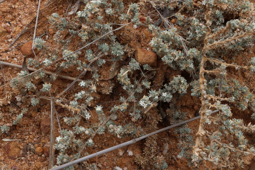 Image of Wilsonia humilis by (c) Greg Tasney, some rights reserved (CC BY-SA)