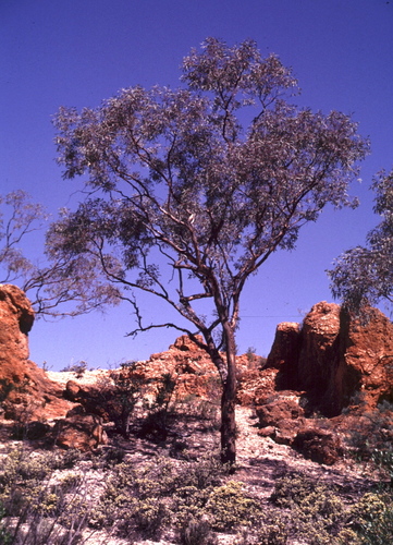 Eucalyptus nigrifunda