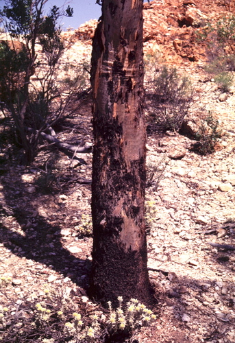Eucalyptus nigrifunda 2