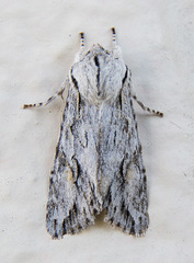 Egira crucialis