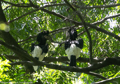 Bycanistes subcylindricus