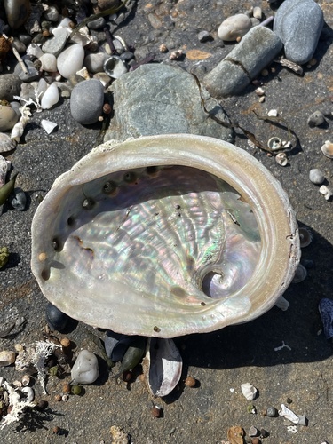 blacklip abalone