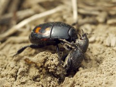 Psallidium maxillosum